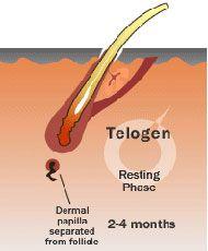 Hair Transplant Treatment