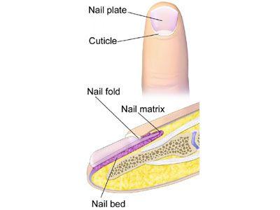 Nail Disorders & Treatments